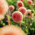 Dahlia 'Cornel Bronze'