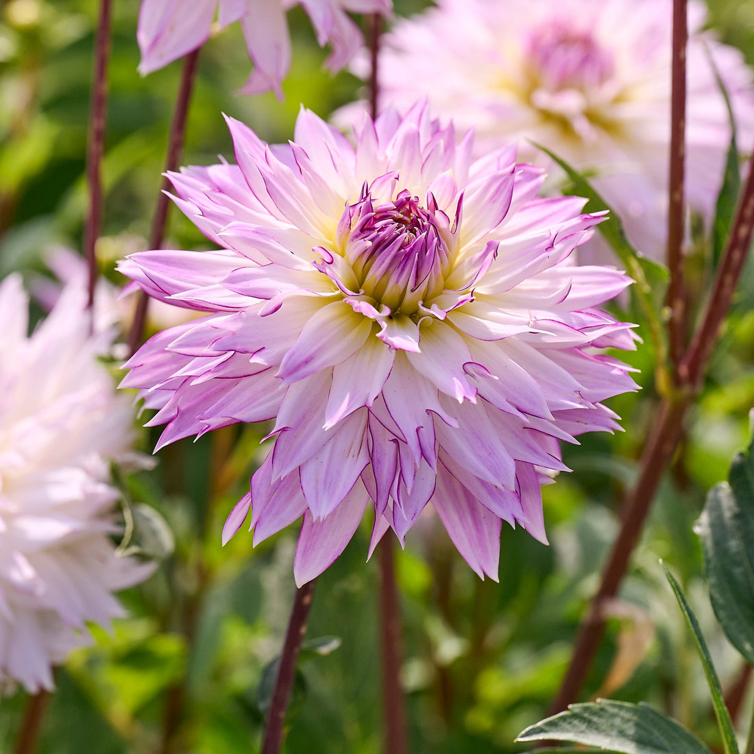 Dahlia 'Crazy Love'