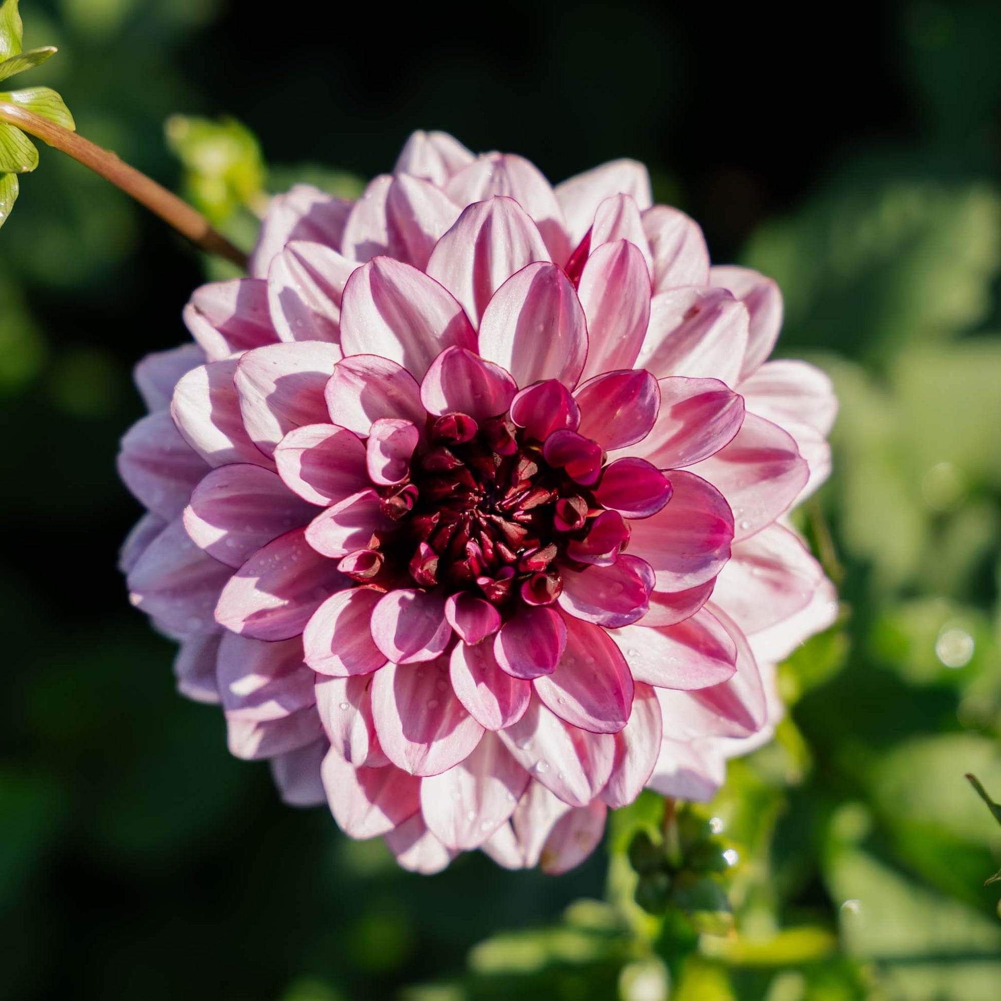 Dahlia 'Creme de Cassis'