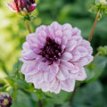 Dahlia 'Creme de Cassis'