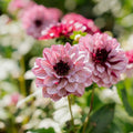 Dahlia 'Creme de Cassis'