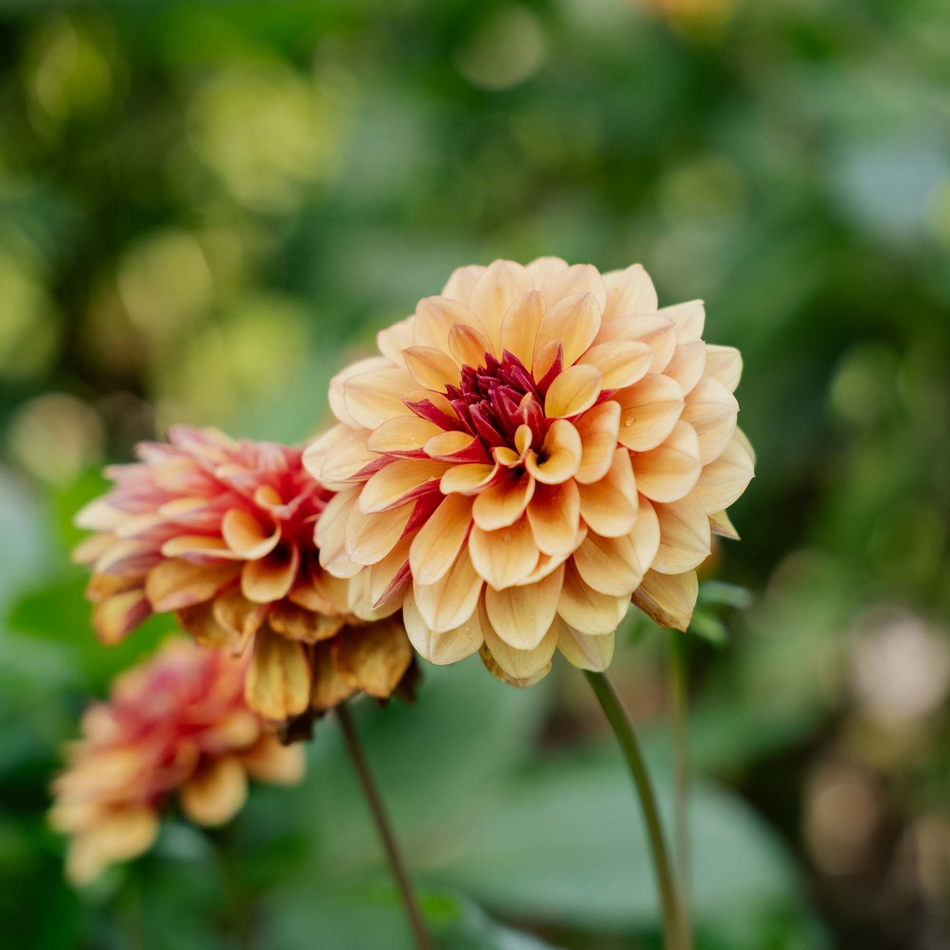 Dahlia 'Creme de Cognac'