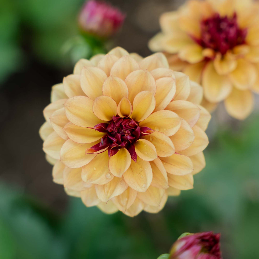 Dahlia 'Creme de Cognac'