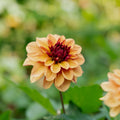 Dahlia 'Creme de Cognac'