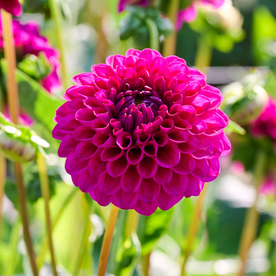 Dahlia 'Cryfield Harmony'