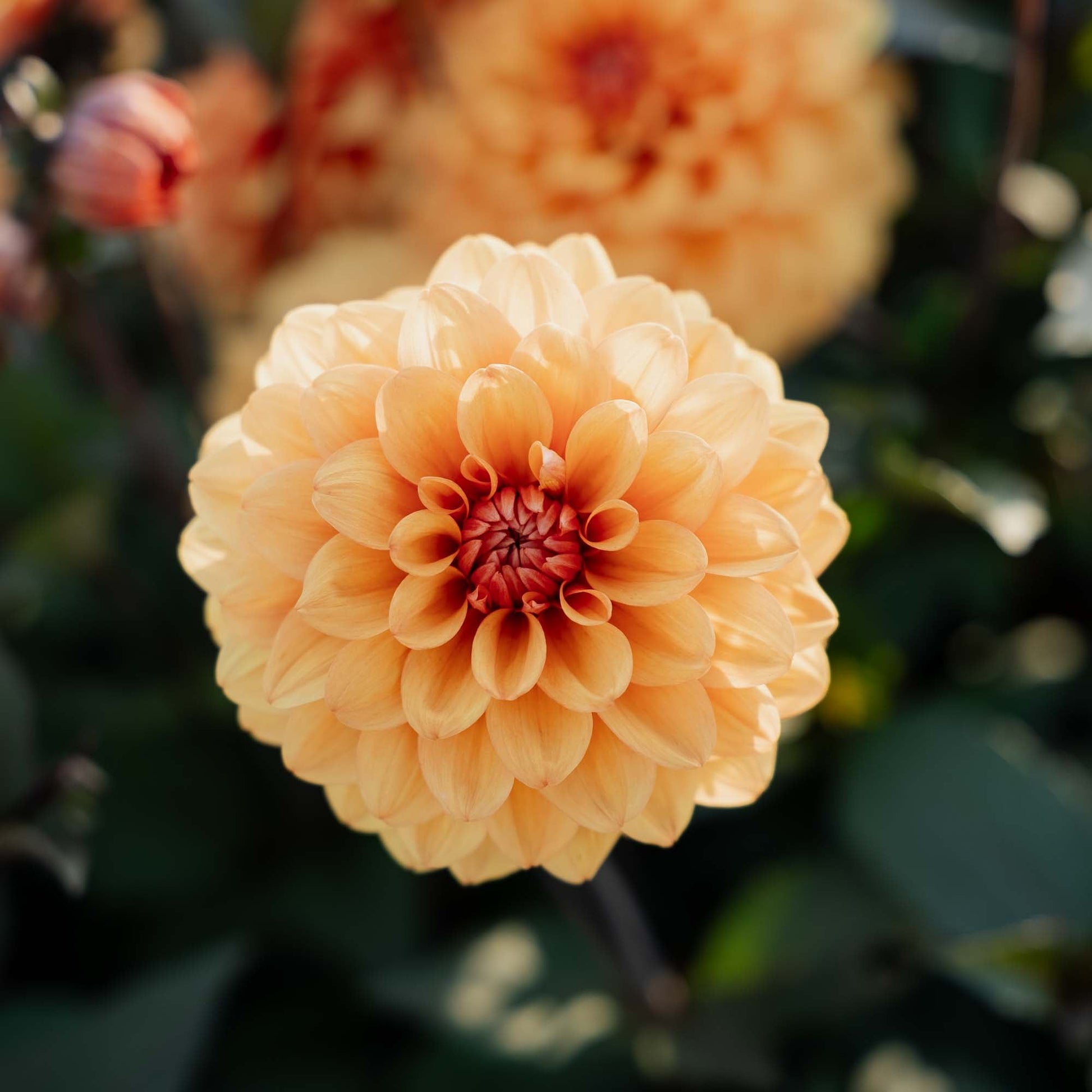 Dahlia 'David Howard'