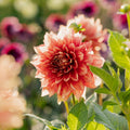 Dahlia 'Dazzling Magic'