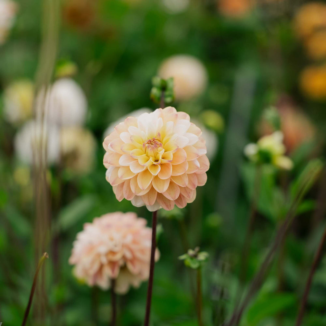 Dahlia 'Double Jill'