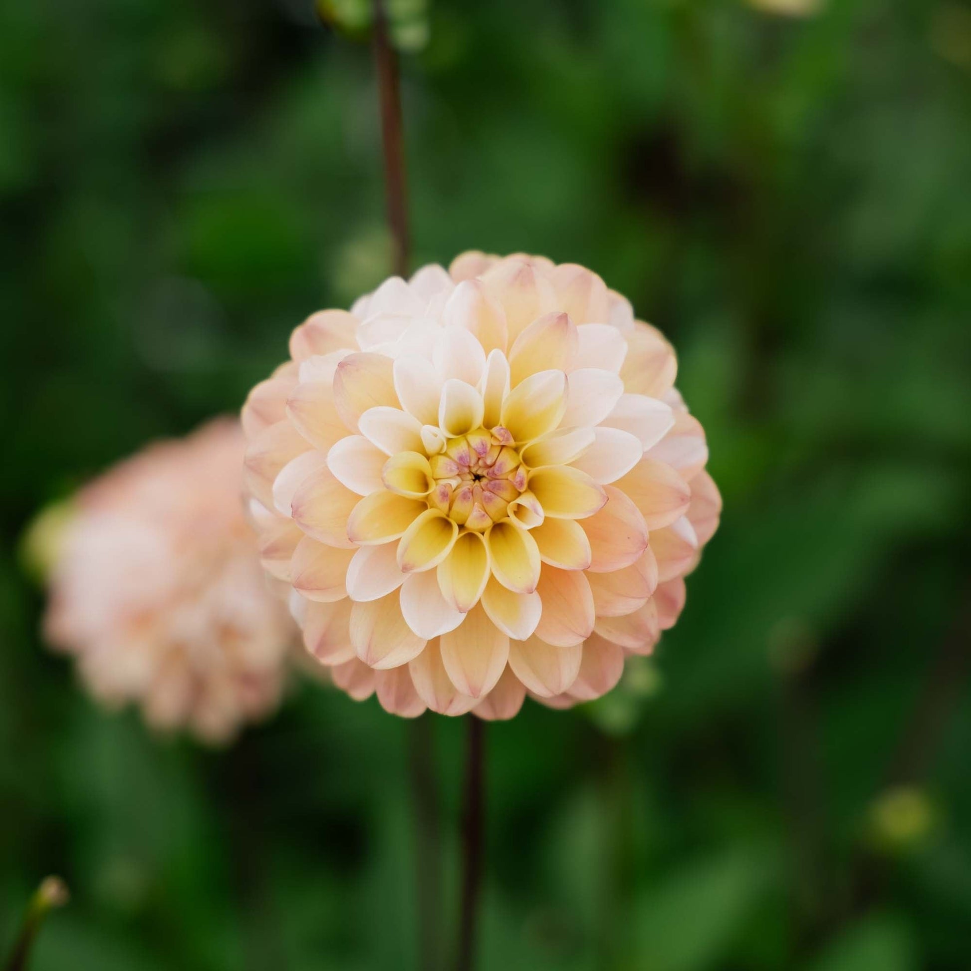 Dahlia 'Double Jill'