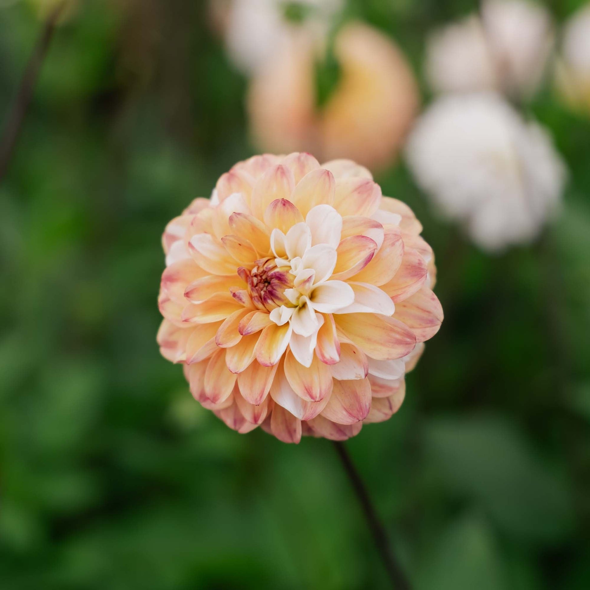 Dahlia 'Double Jill'