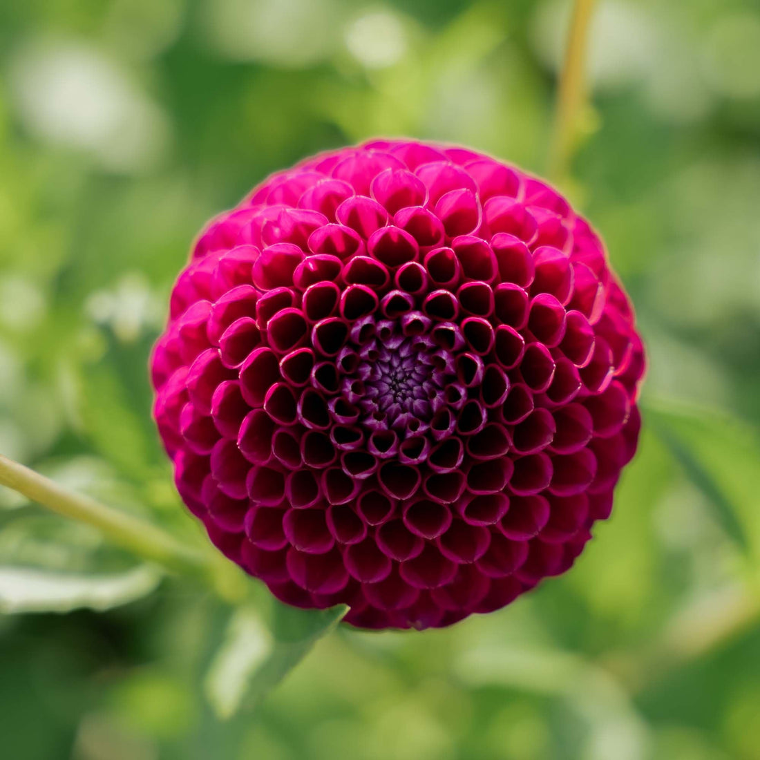 Dahlia 'Downham Royal'