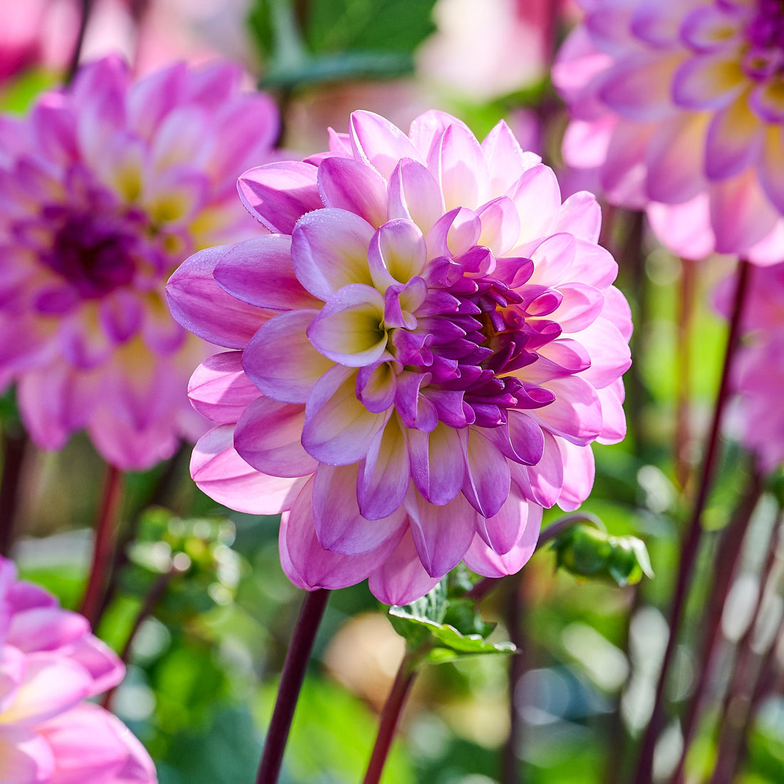 Dahlia 'El Paso'