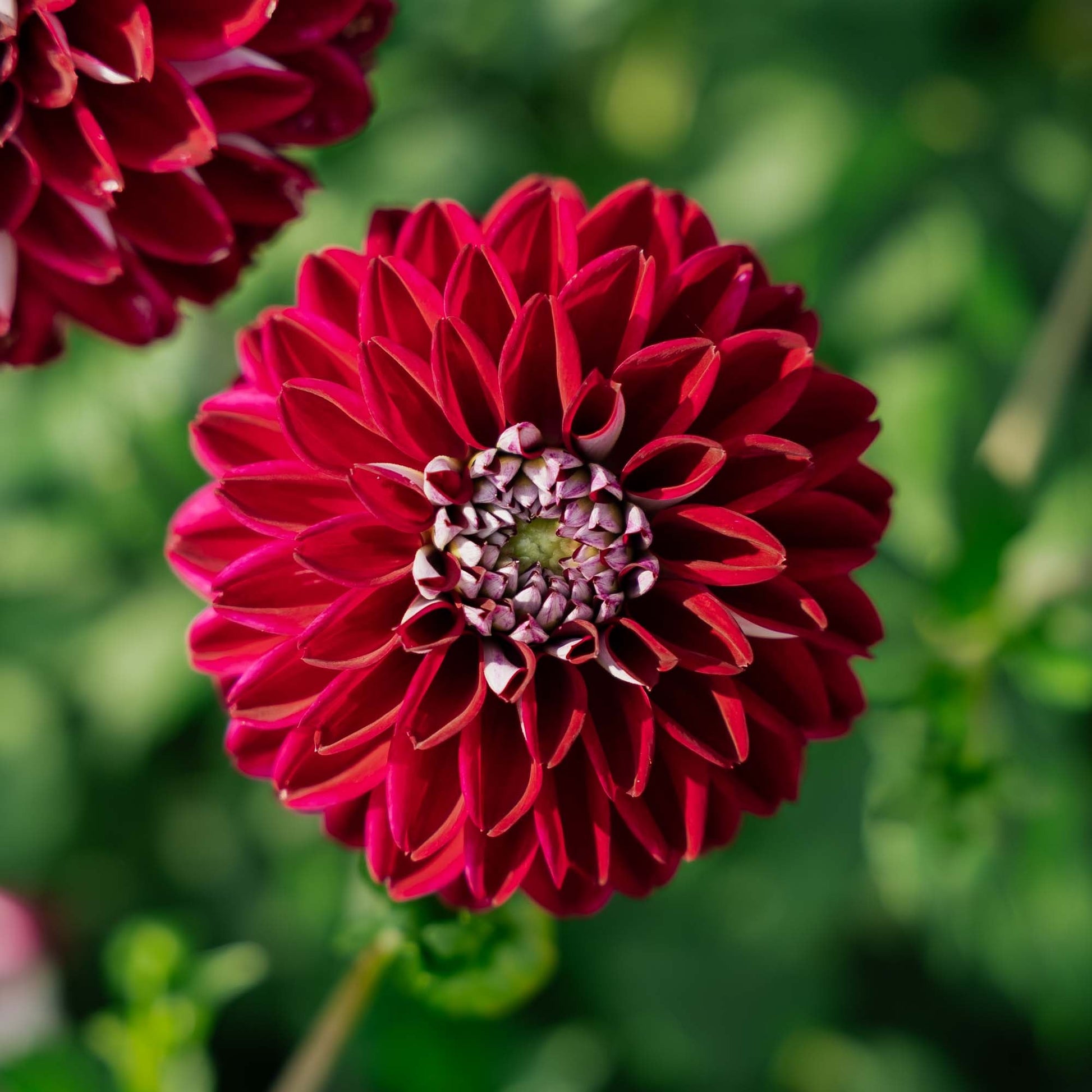 Dahlia 'Embassy'