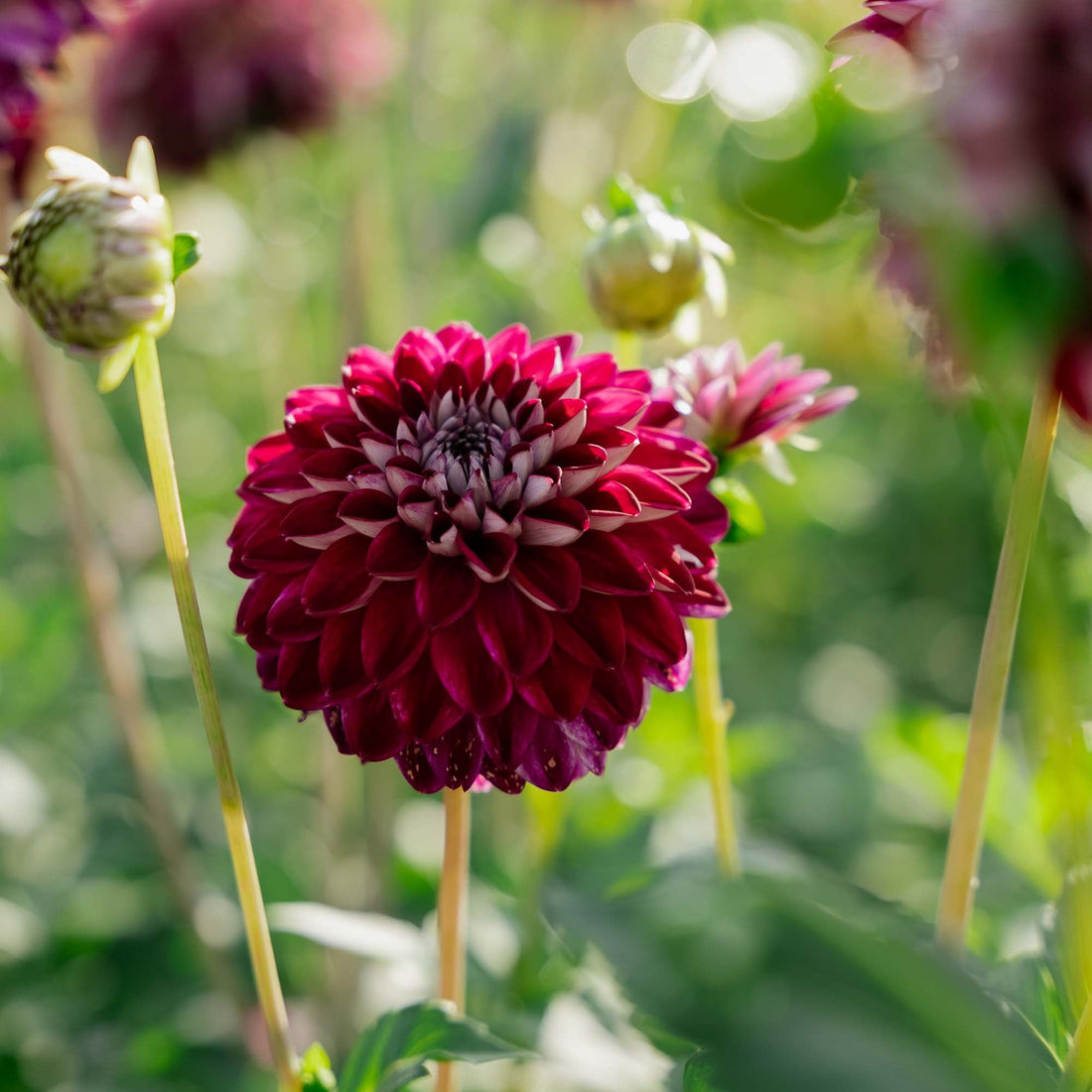 Dahlia 'Embassy'