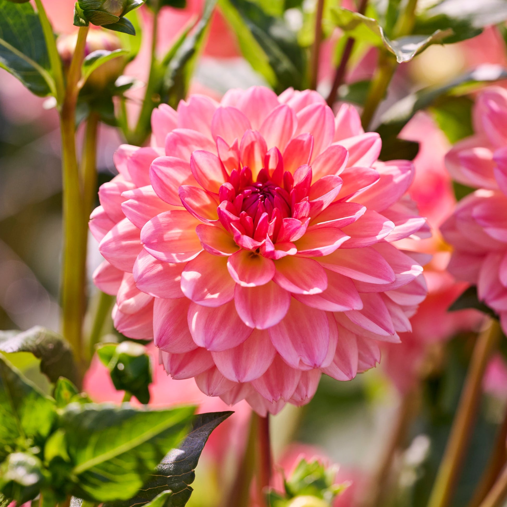 Dahlia 'Erna Panzer'