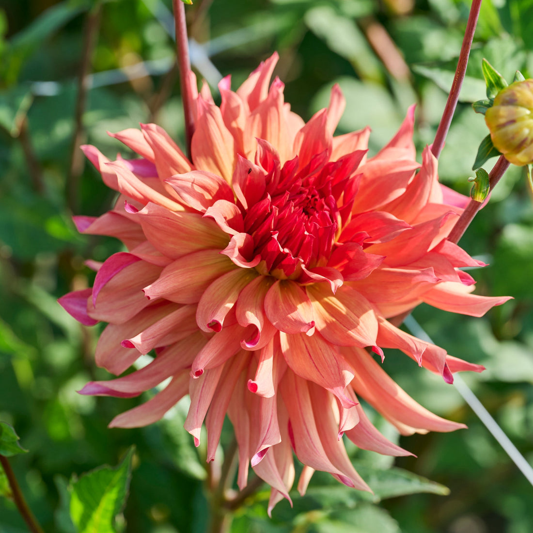 Dahlia 'Erpeler Ley'