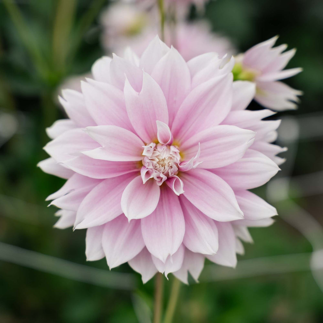 Dahlia 'Evanah'