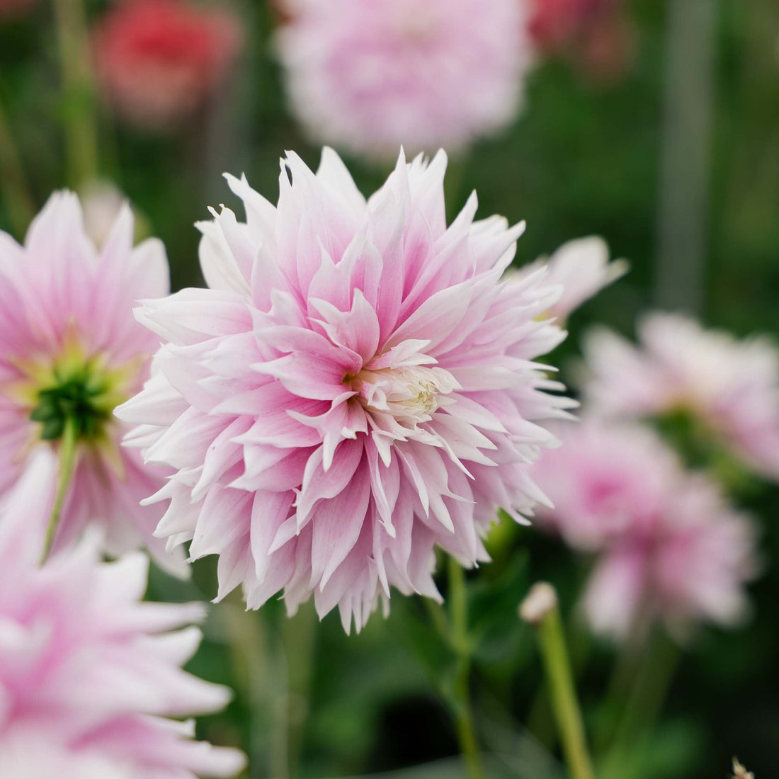 Dahlia 'Evanah'