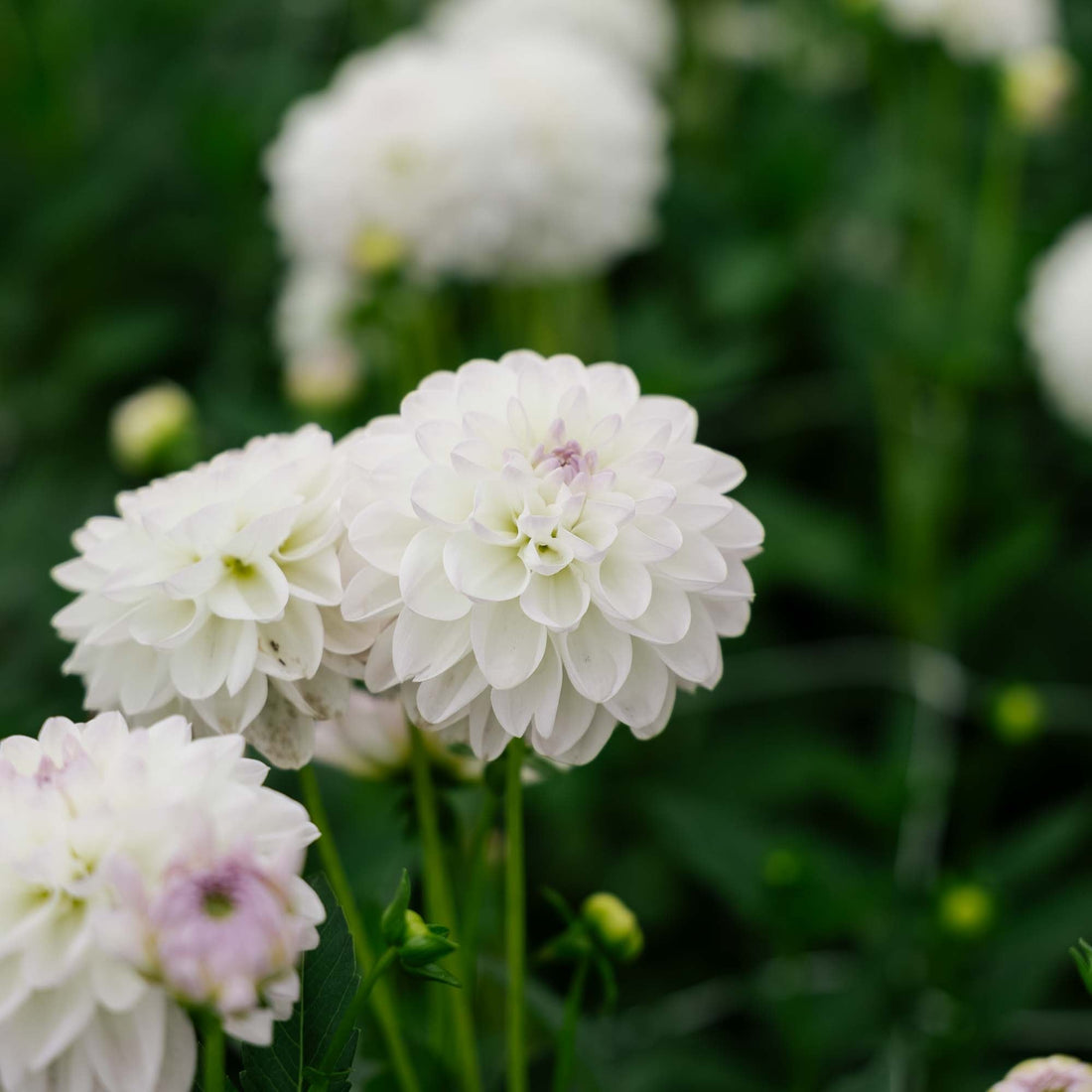 Dahlia 'Eveline'