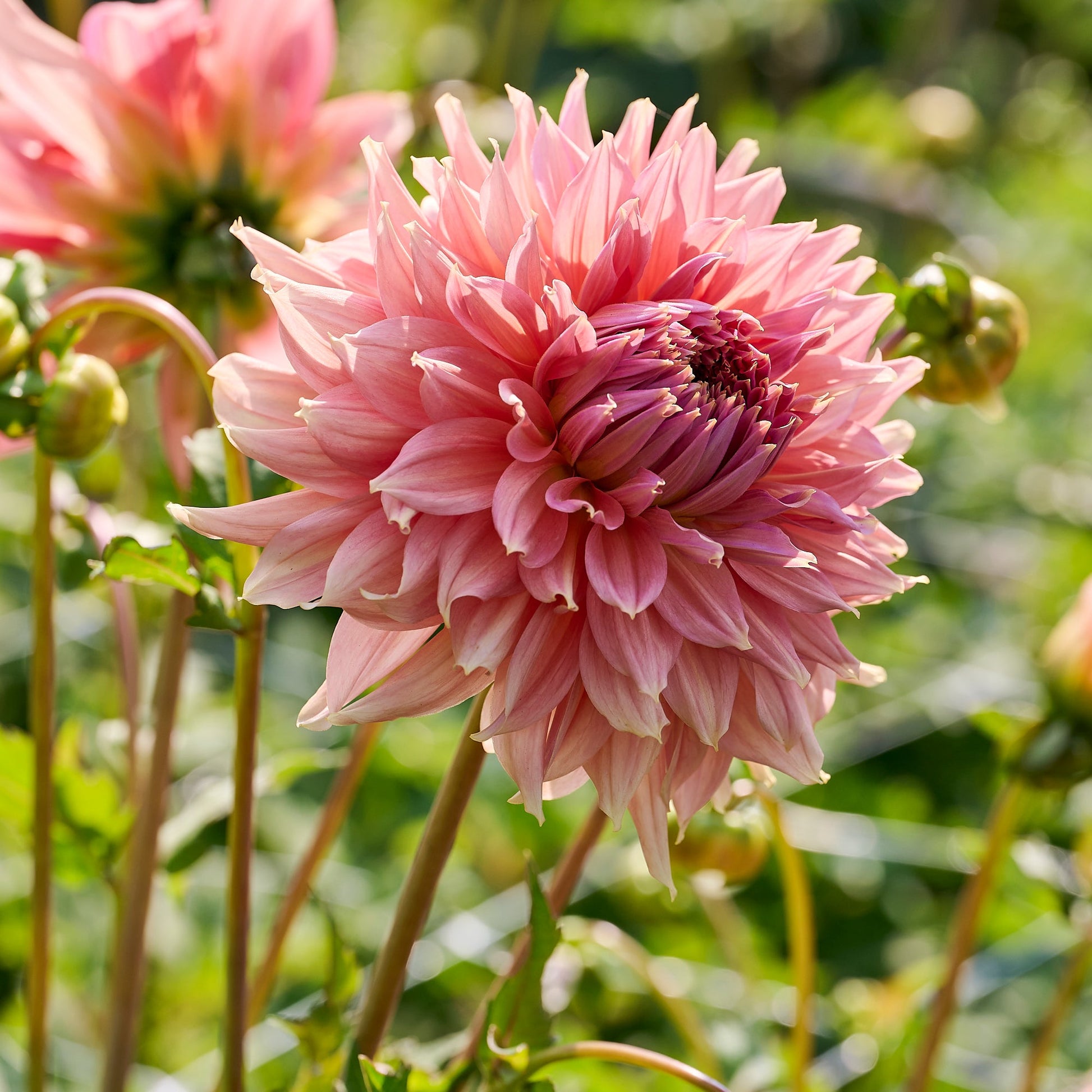 Dahlia 'Fairway Spur'