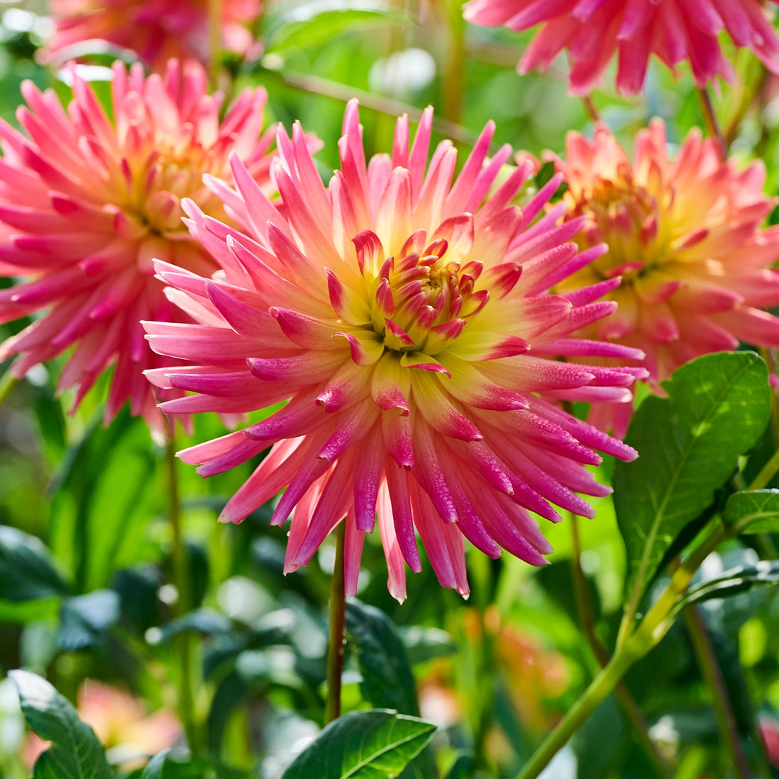 Dahlia 'Felida Solar Flare'