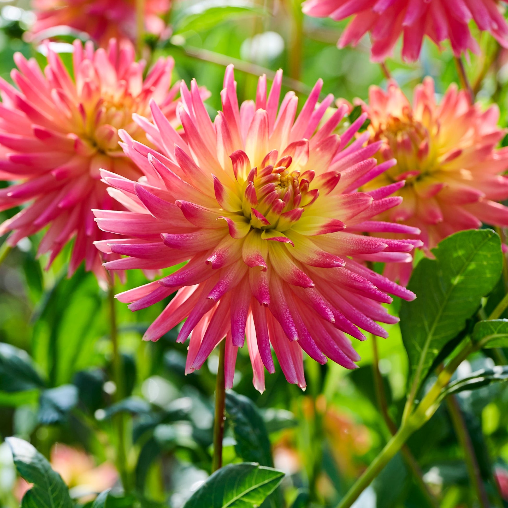 Dahlia 'Felida Solar Flare'