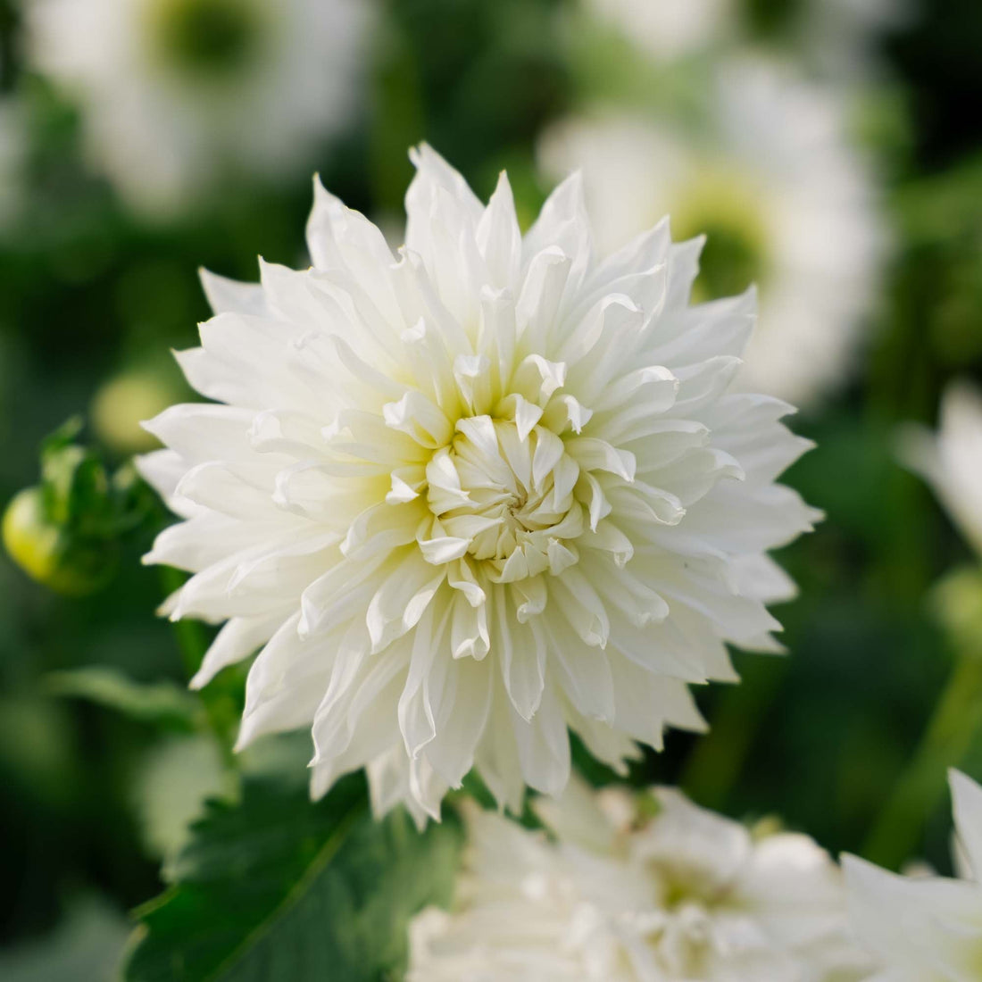 Dahlia 'Fleurel'