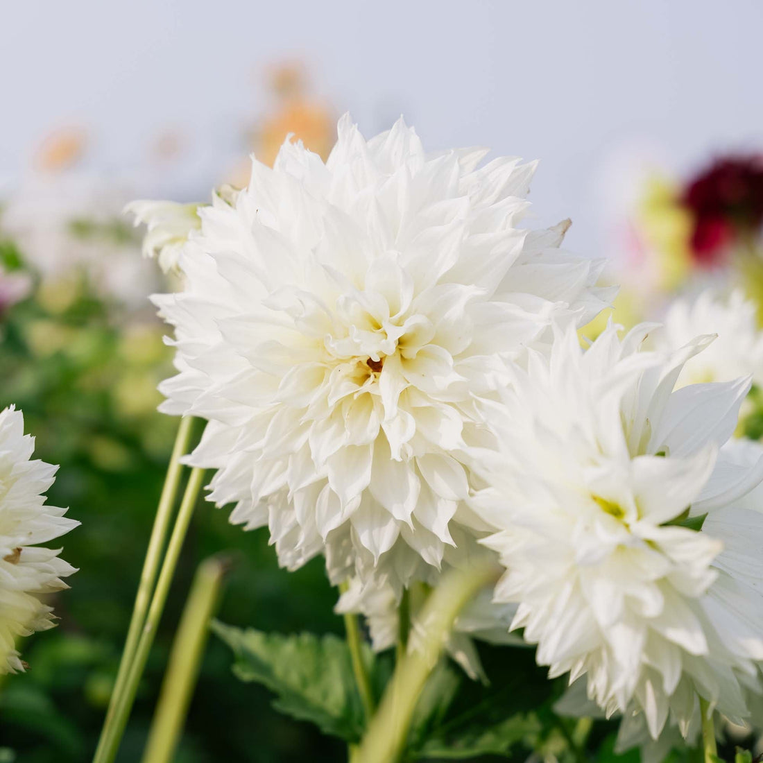 Dahlia 'Fleurel'