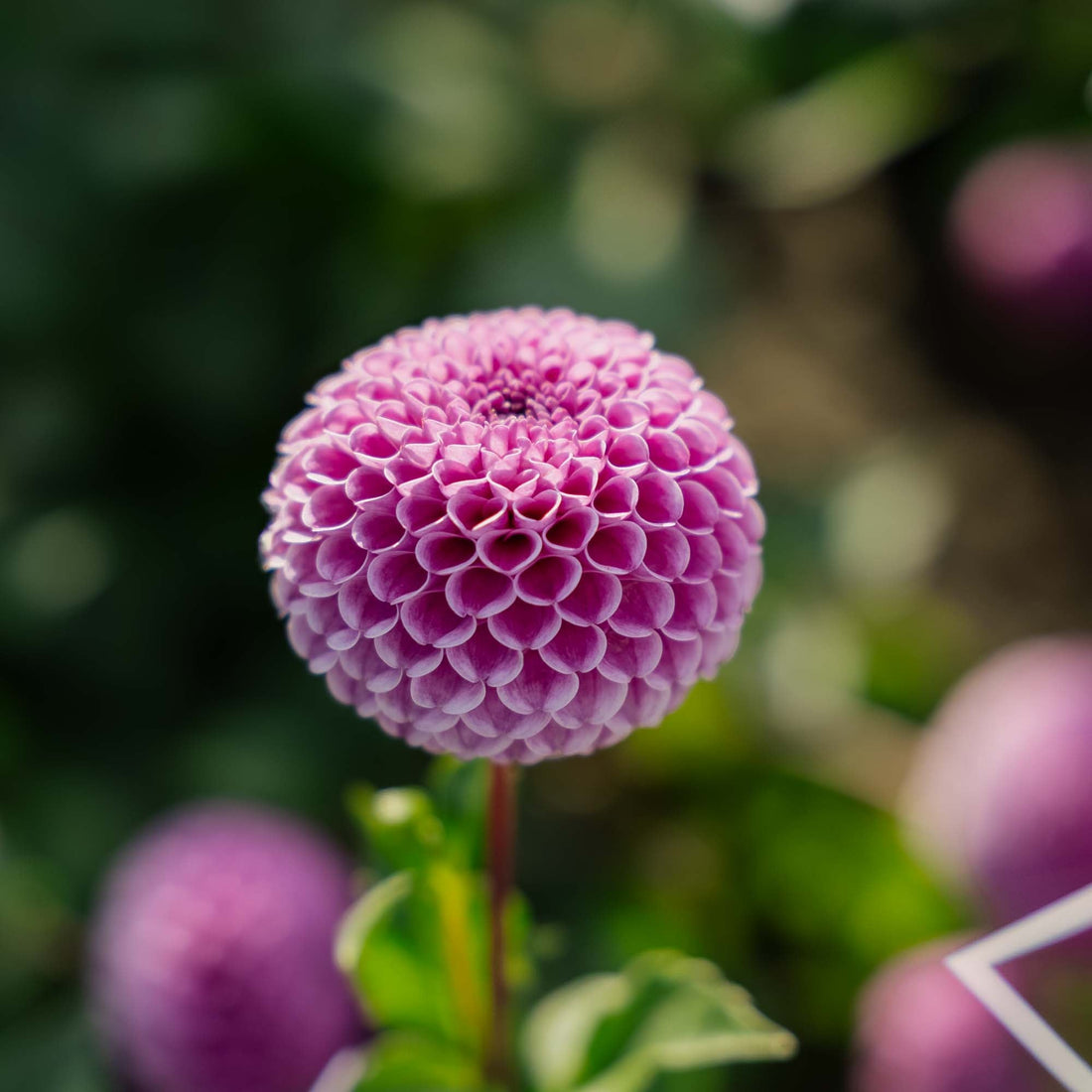 Dahlia 'Franz Kafka'