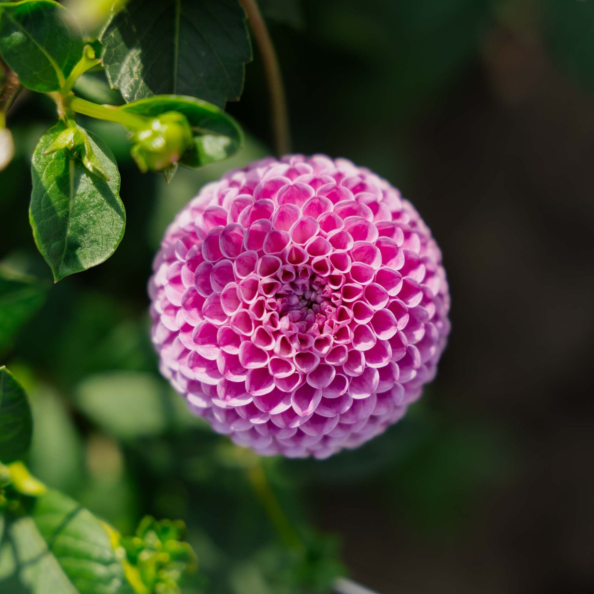 Dahlia 'Franz Kafka'