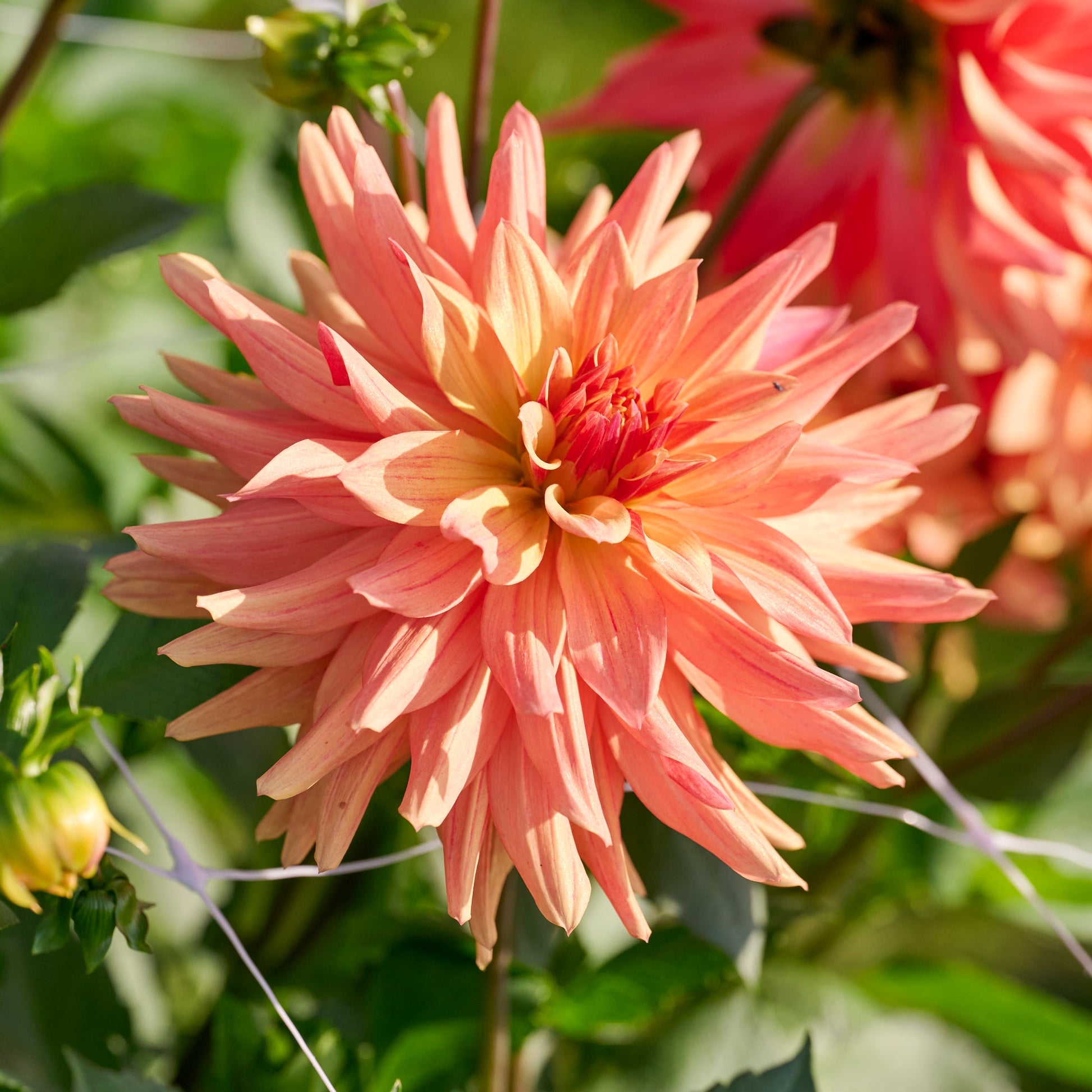 Dahlia 'French Cancan'