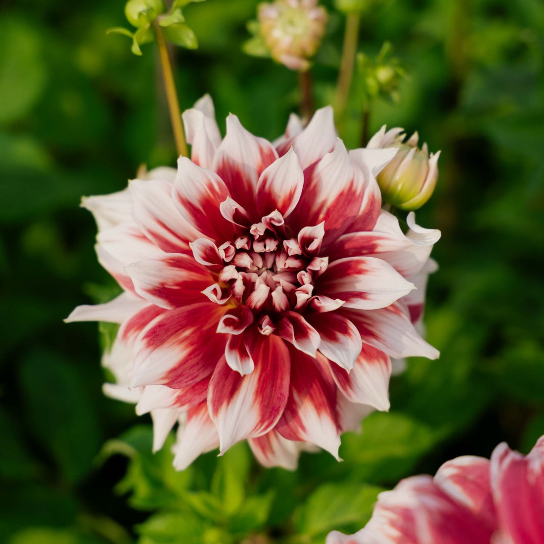 Dahlia 'Frost Nip'