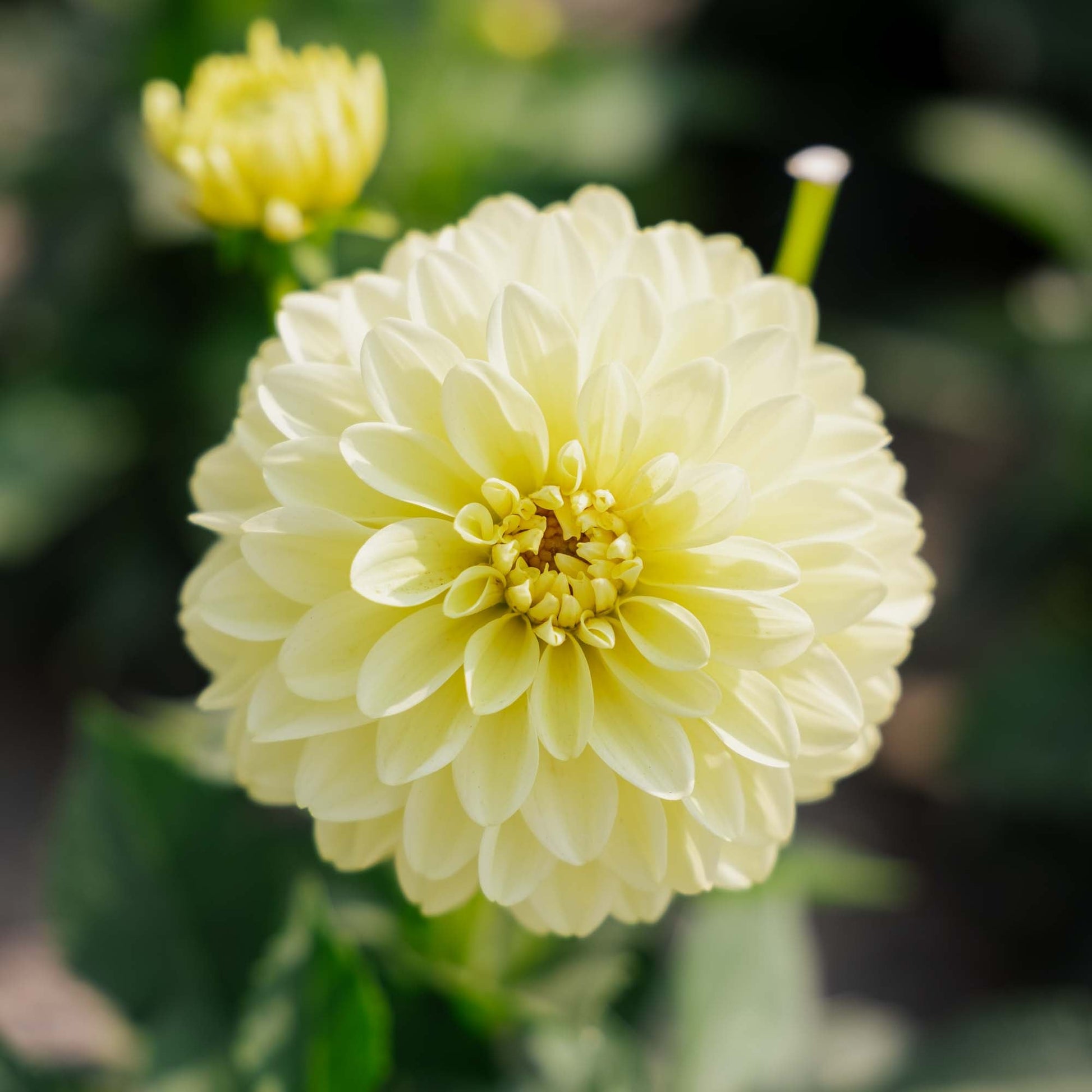 Dahlia 'Gallery Serenade'