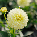 Dahlia 'Gallery Serenade'