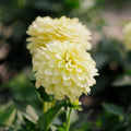 Dahlia 'Gallery Serenade'