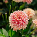 Dahlia 'Garden Desire'