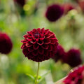 Dahlia 'Gipsy Night'