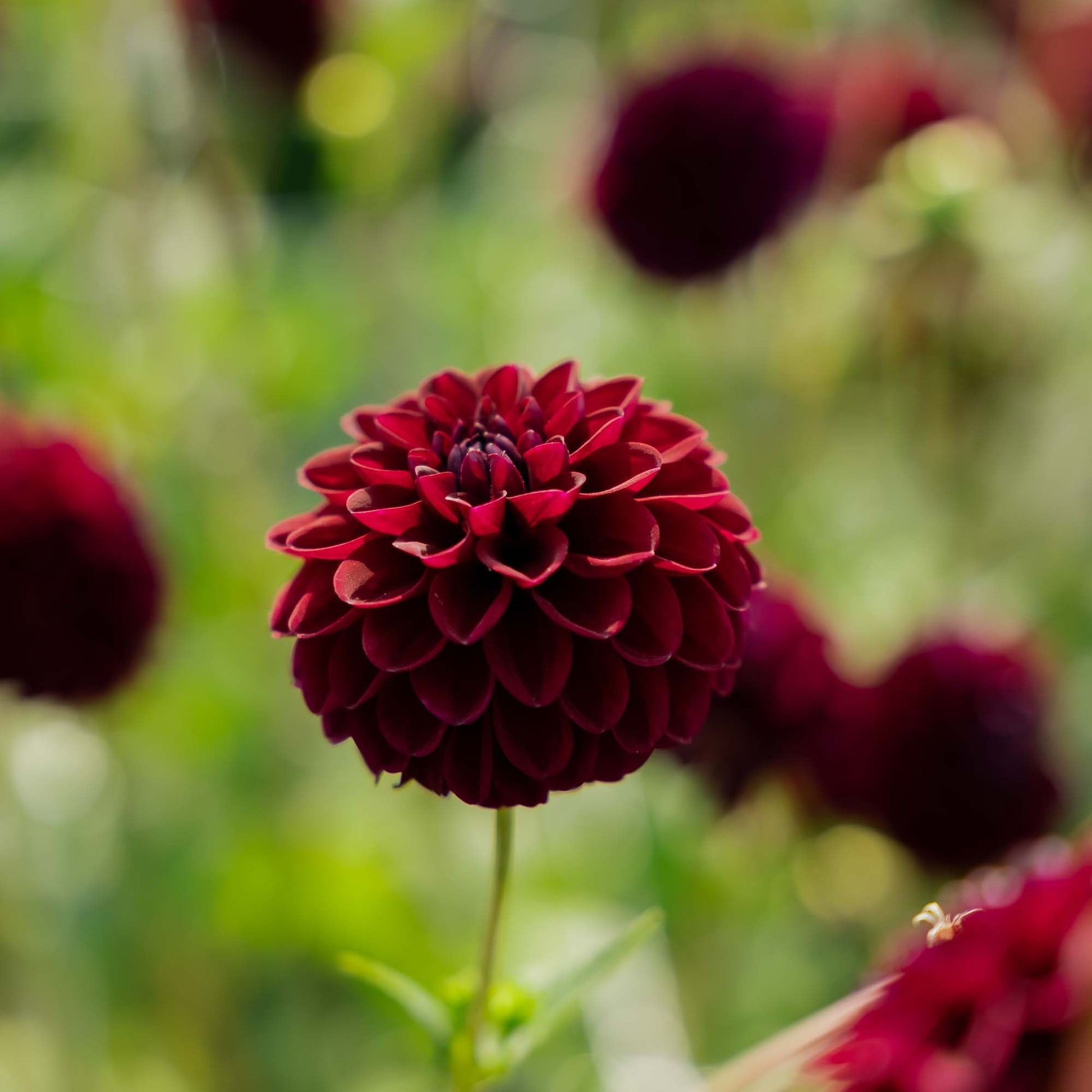 Dahlia 'Gipsy Night'