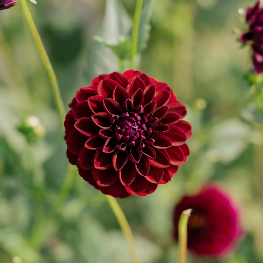 Dahlia 'Gipsy Night'