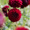 Dahlia 'Gipsy Night'