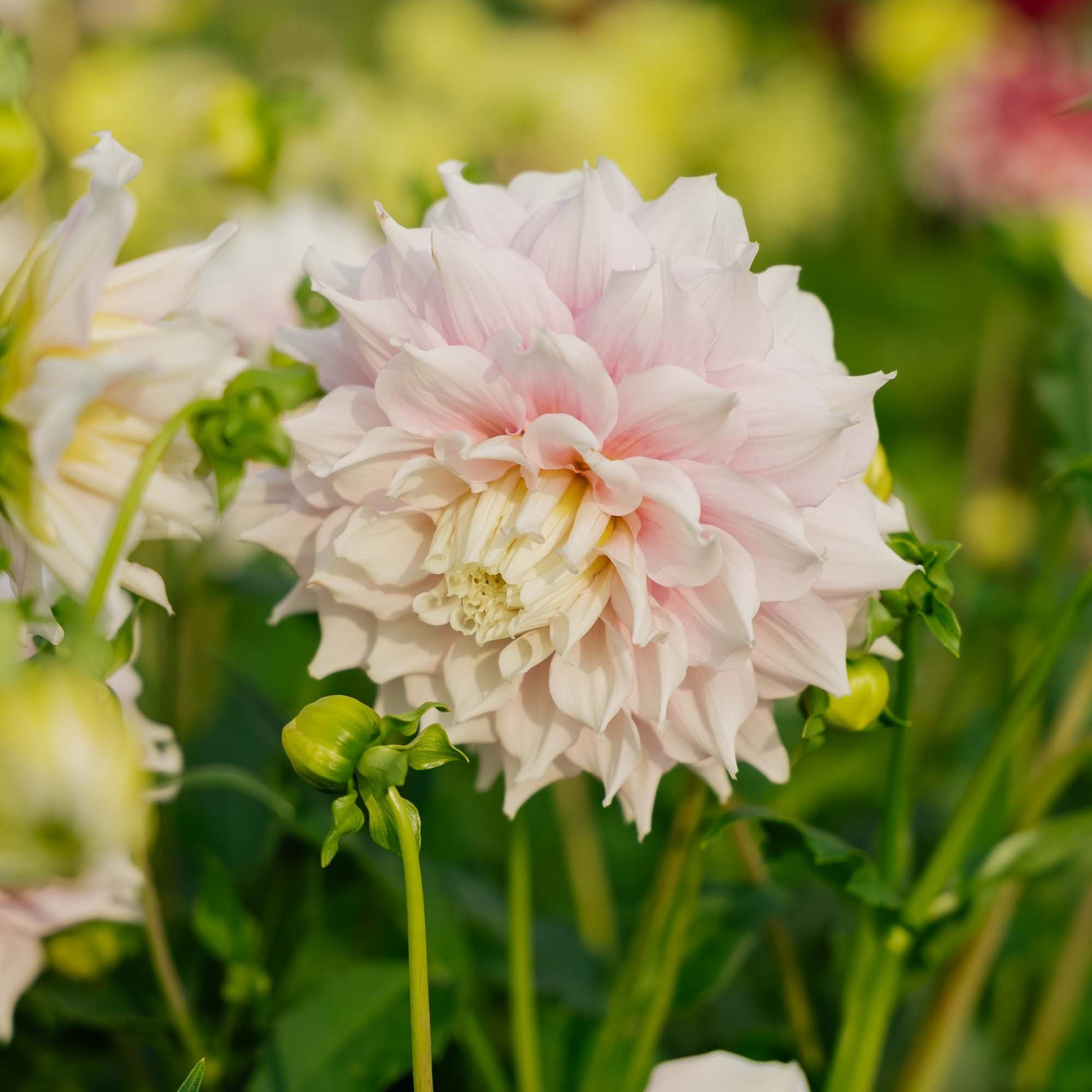 Dahlia 'Gitt's Perfection'