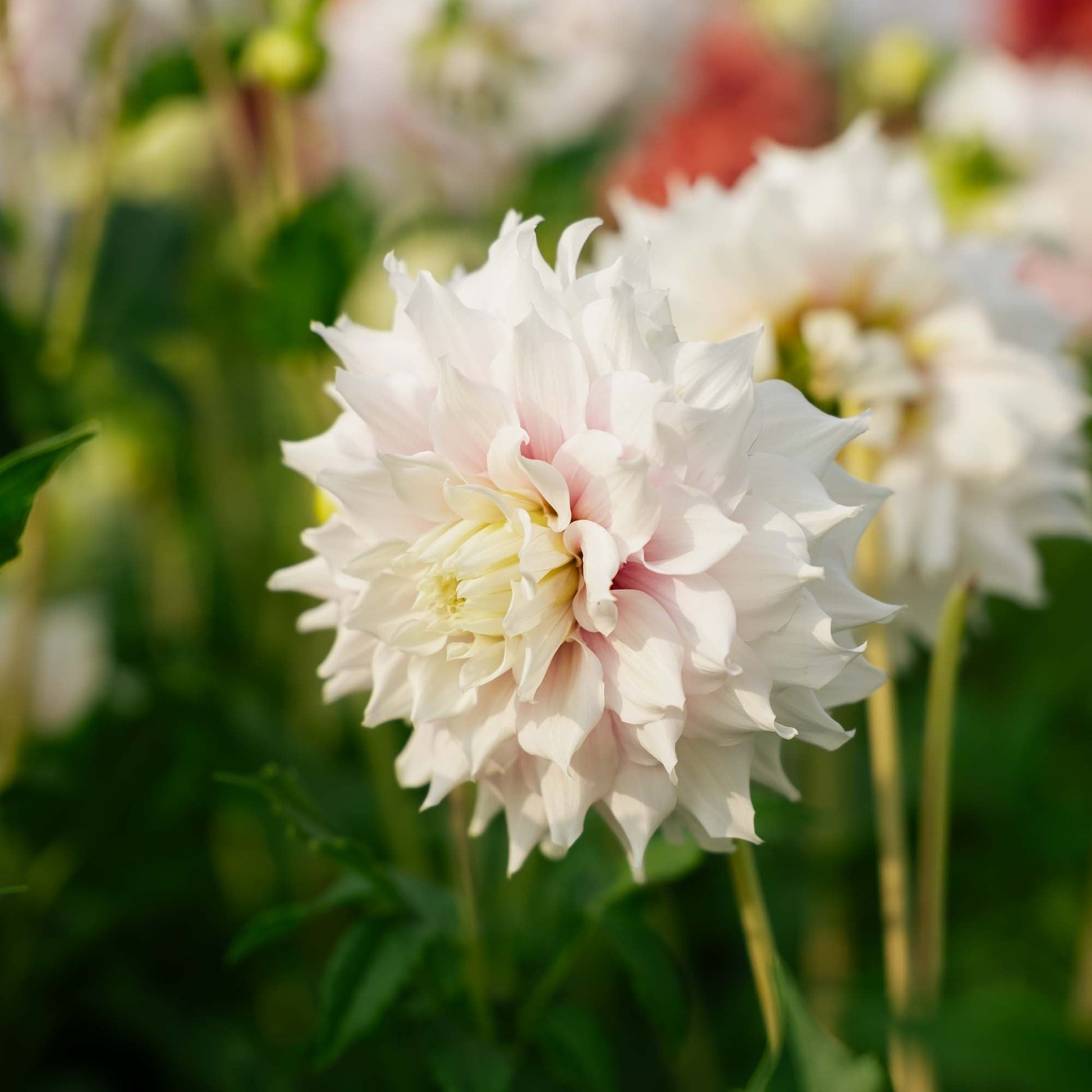 Dahlia 'Gitt's Perfection'