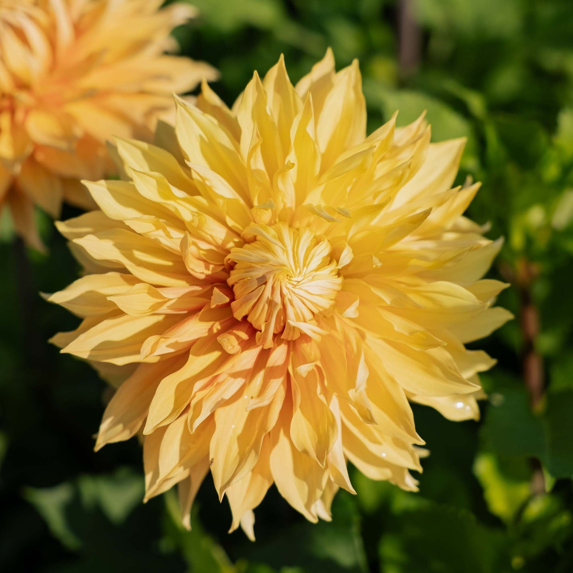 Dahlia 'Hamari Gold'