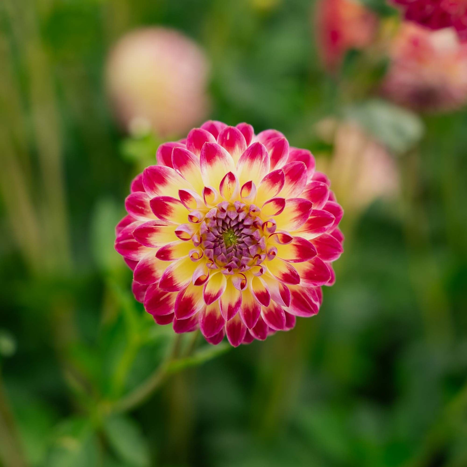 Dahlia 'Hapet Daydream'