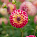 Dahlia 'Hapet Daydream'