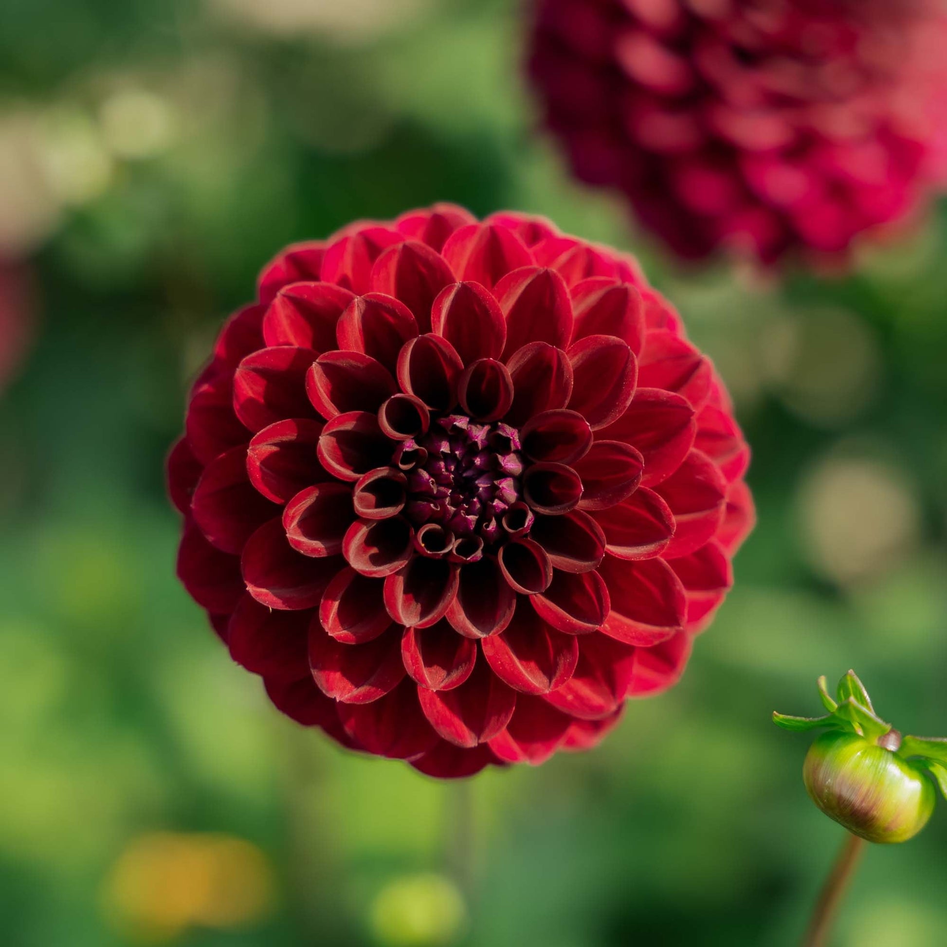 Dahlia 'Happy jill'