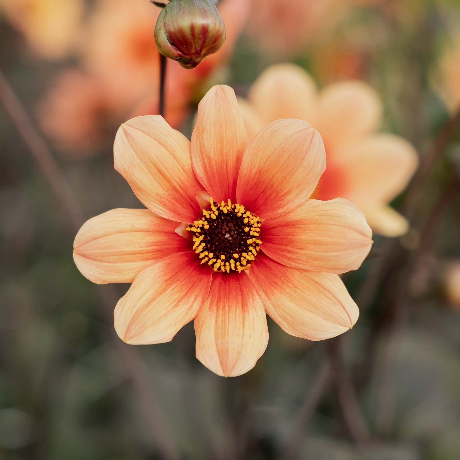 Dahlia 'Hs date'