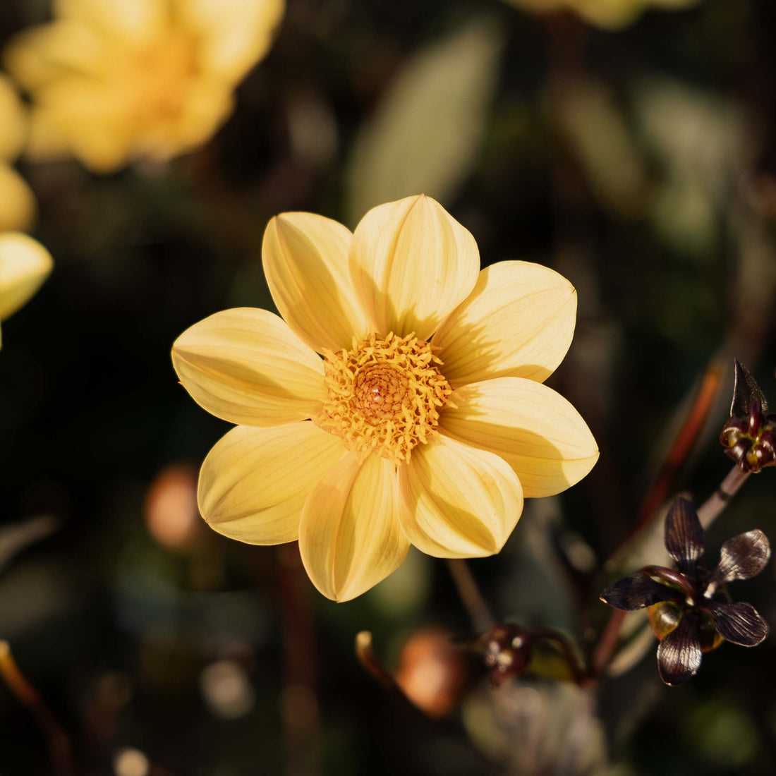 Dahlia 'Hs party'