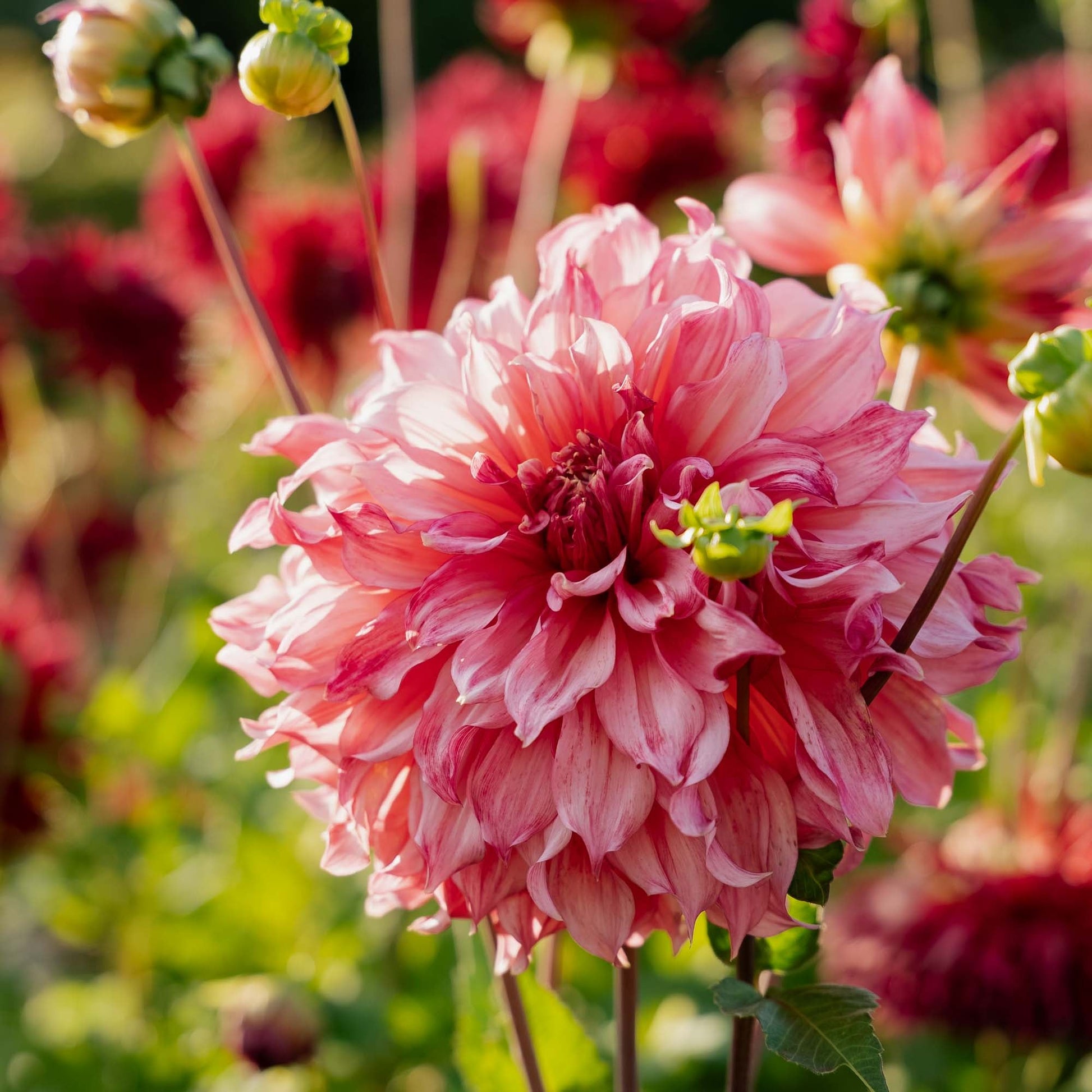 Dahlia 'Islander'