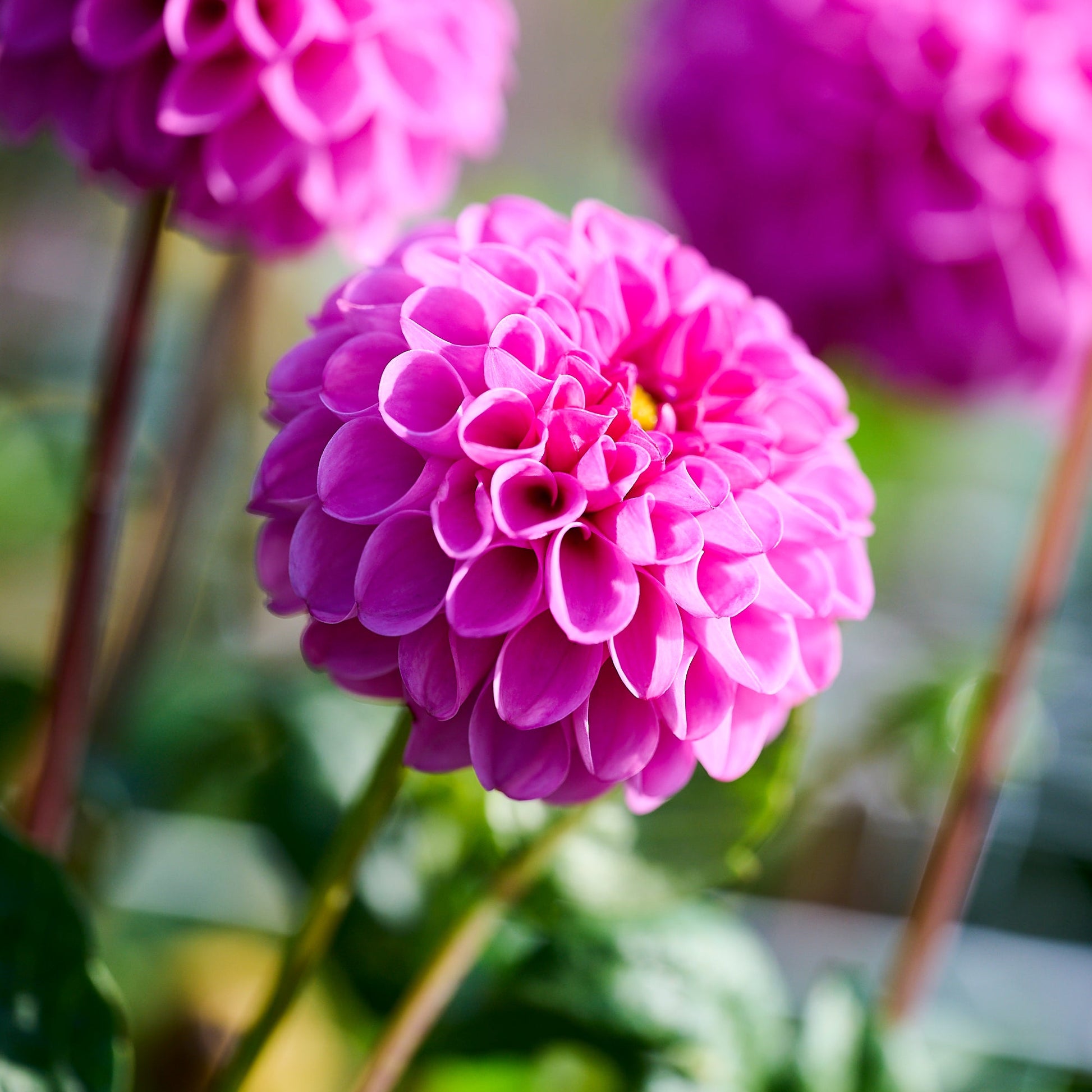 Dahlia 'Jan van Schaffelaar'